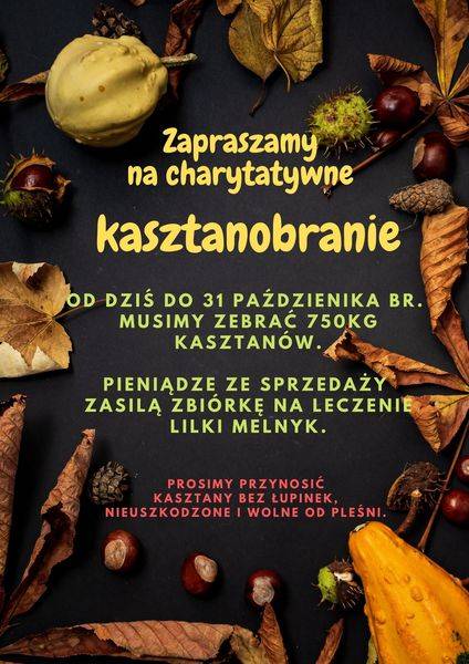 ulotka kasztanobranie